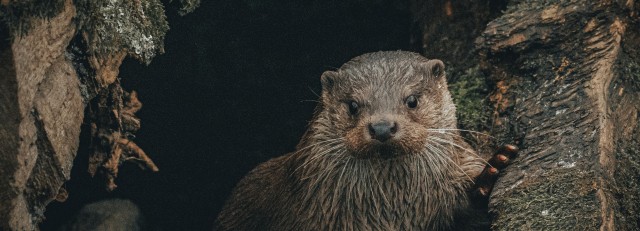 pexels-davidohboy-6468061.jpg